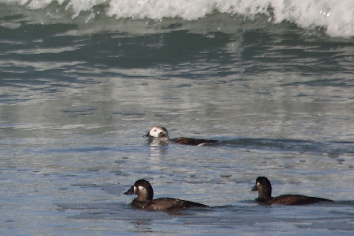 Long-tailed Duck - ML615119743