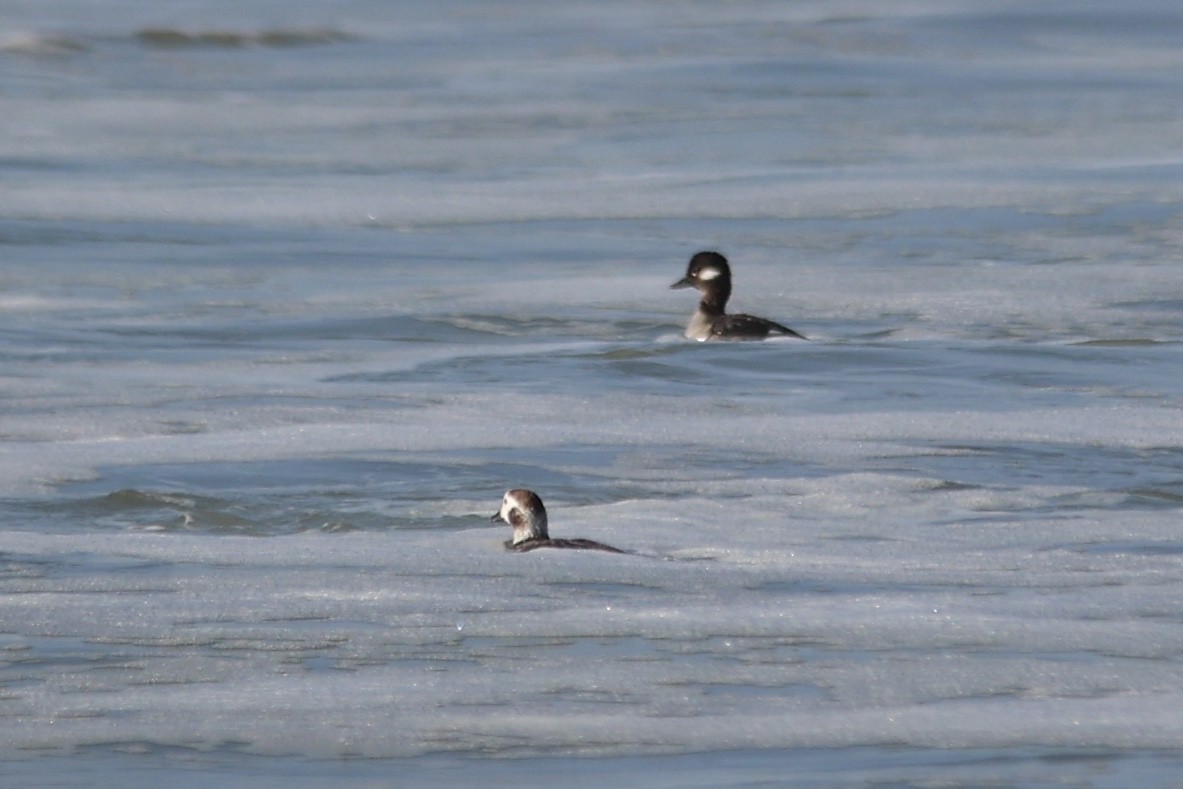 Long-tailed Duck - ML615119744