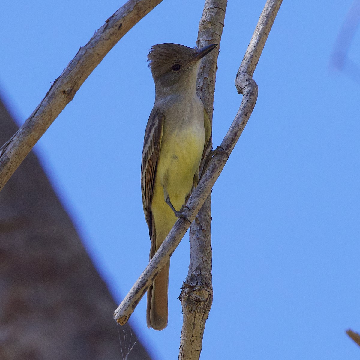 Ash-throated Flycatcher - ML615119813