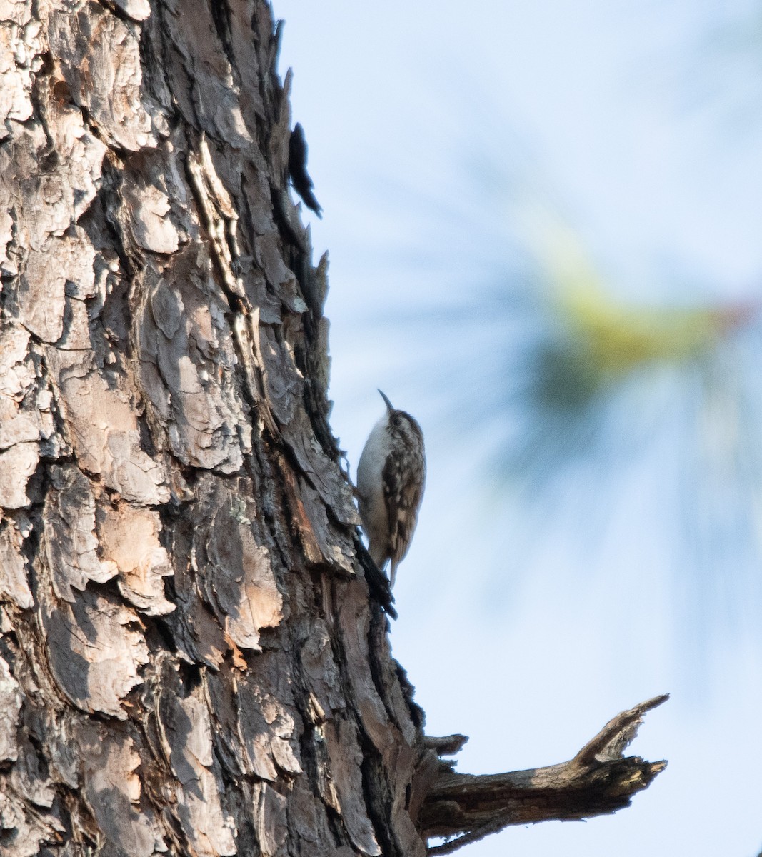 Brown Creeper - ML615119854