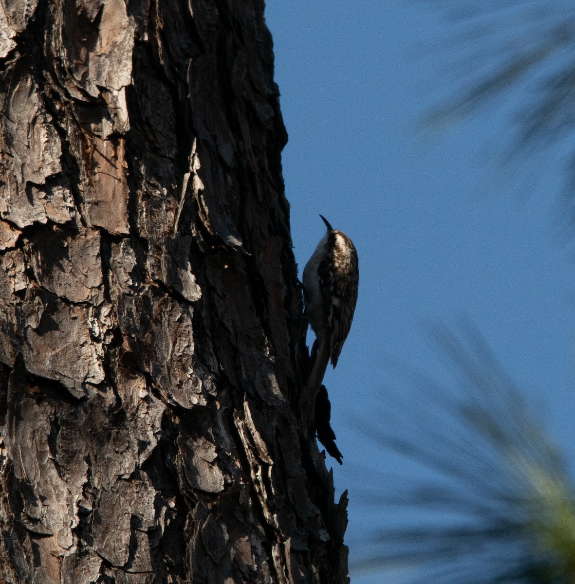 Brown Creeper - ML615119855