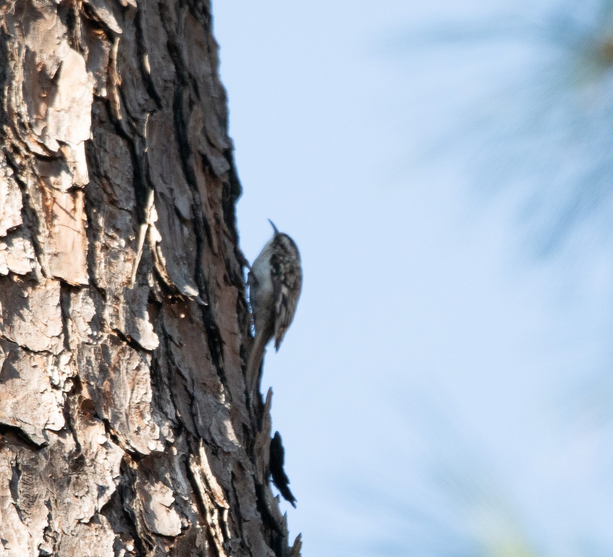 Brown Creeper - ML615119857