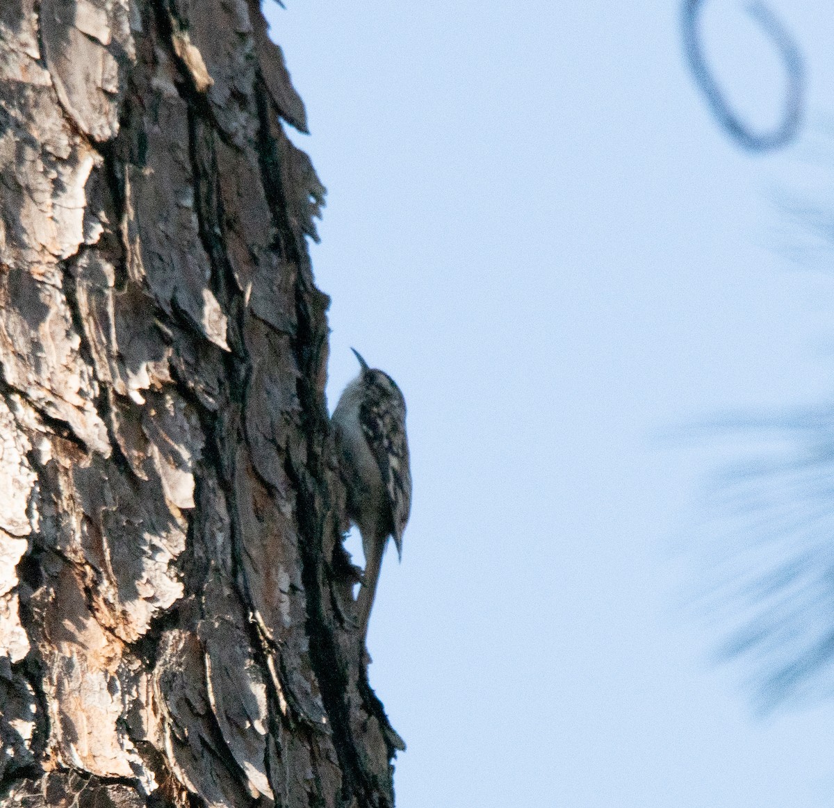 Brown Creeper - ML615119859