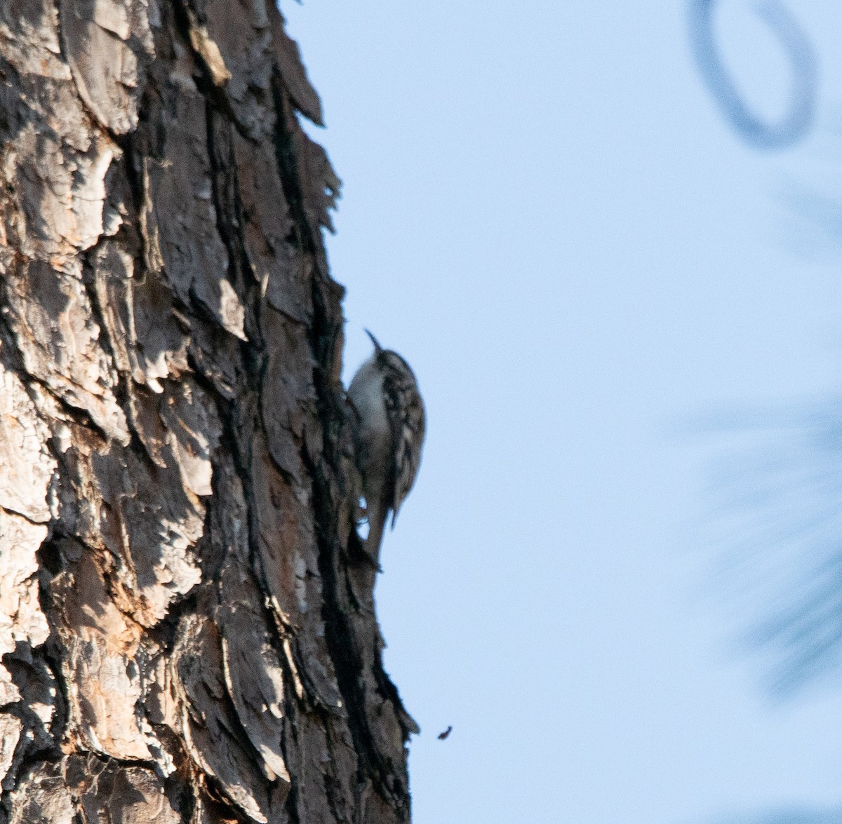 Brown Creeper - ML615119861