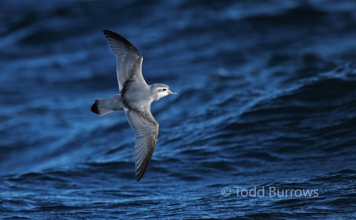 Slender-billed Prion - Todd Burrows