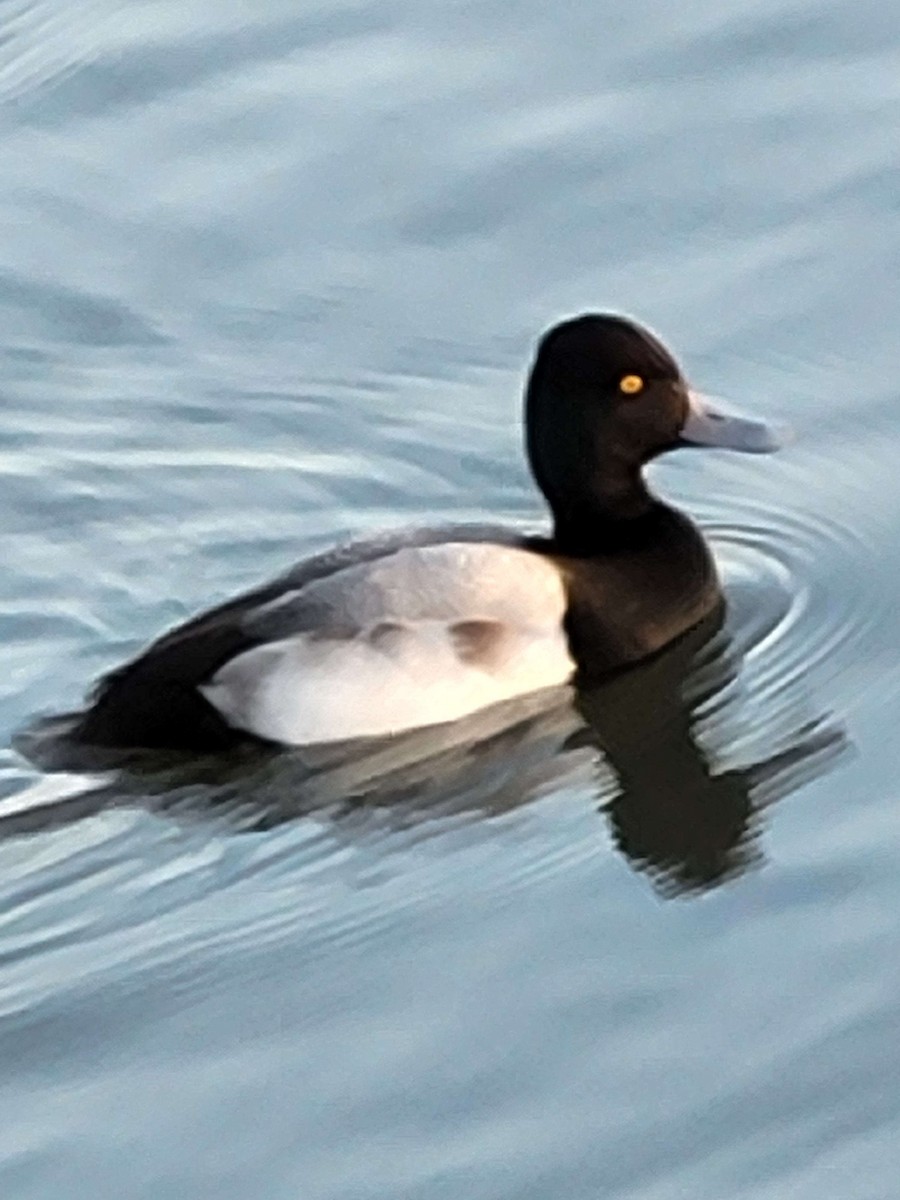 Lesser Scaup - ML615119958