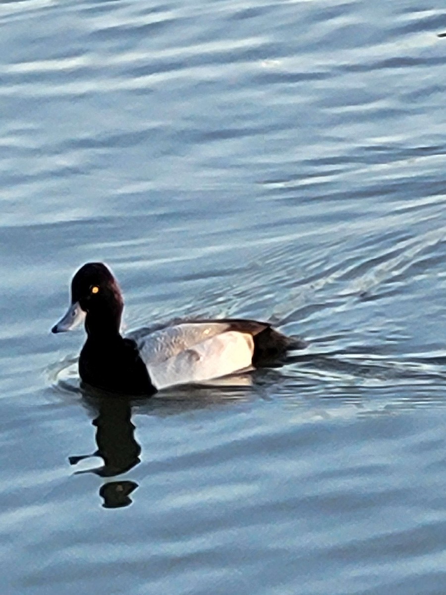 Lesser Scaup - ML615119959