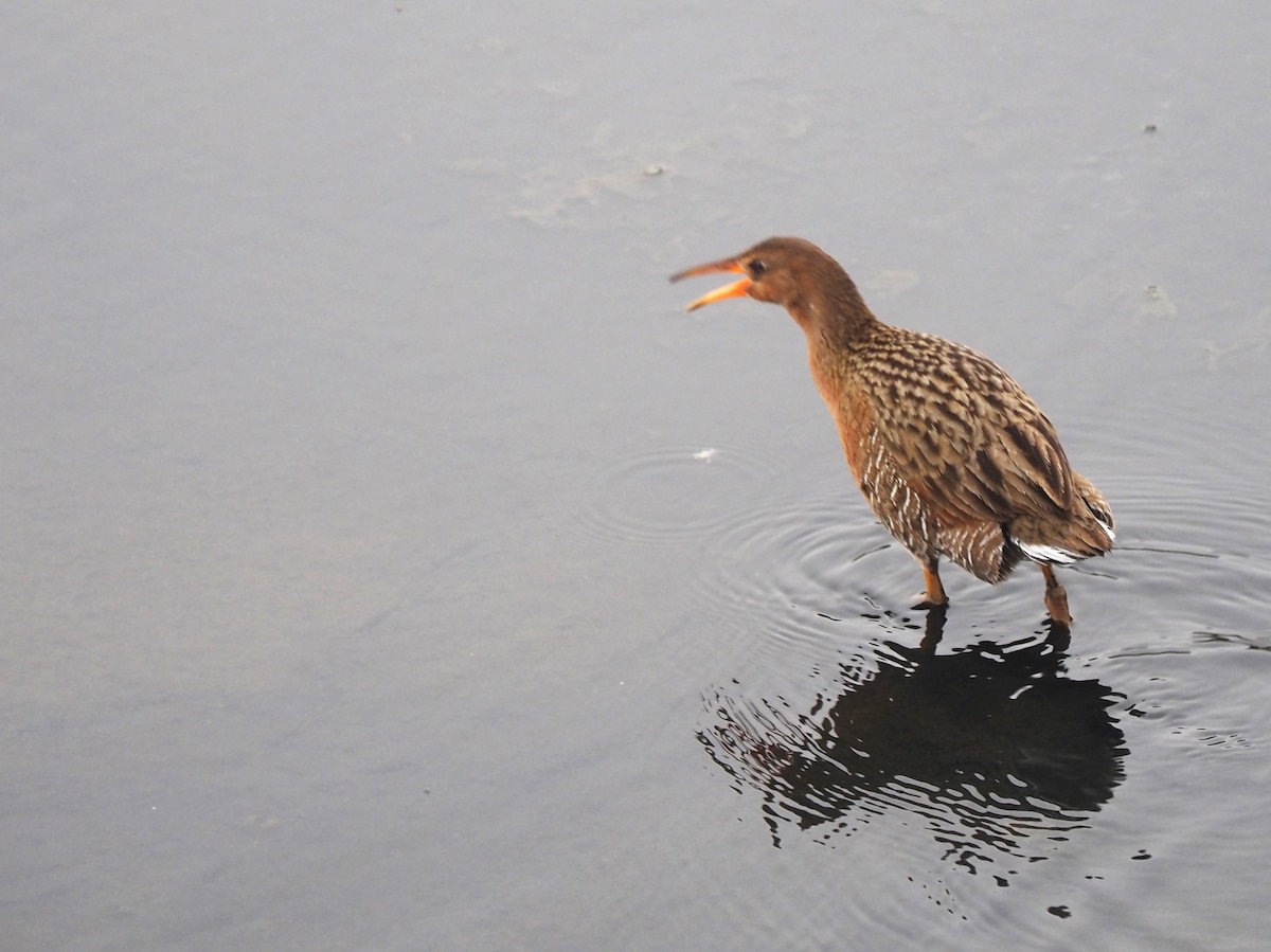 Ridgway's Rail - ML615120079