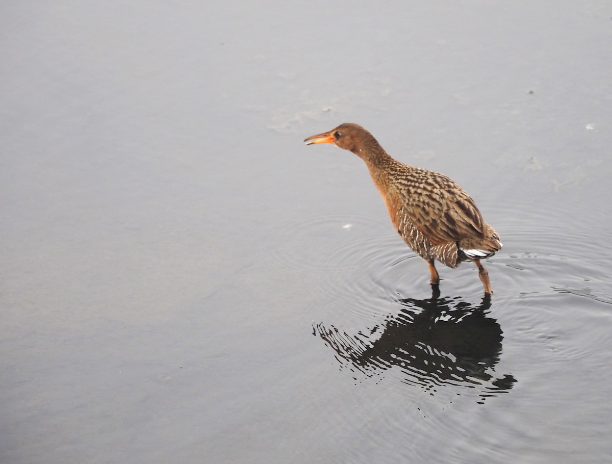 Ridgway's Rail - ML615120081