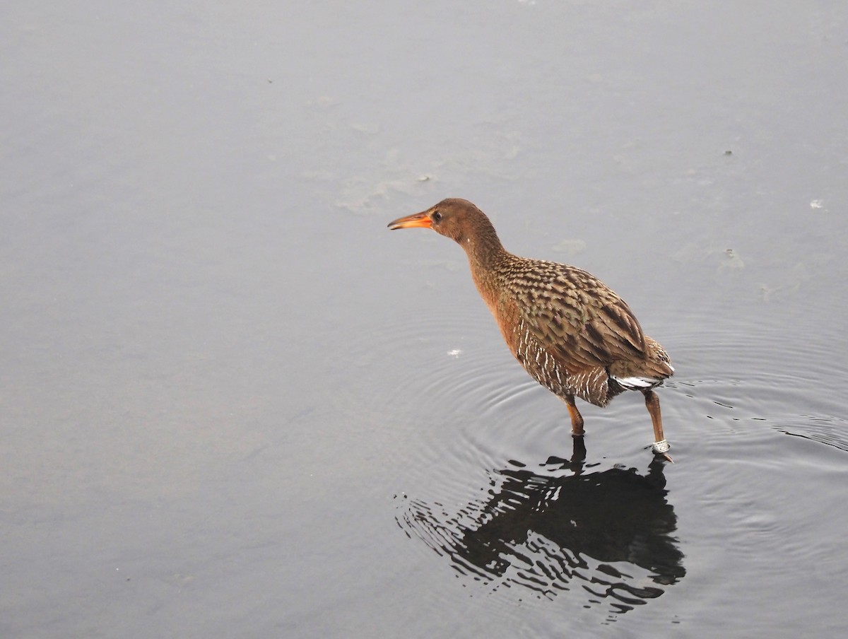 Ridgway's Rail - ML615120082