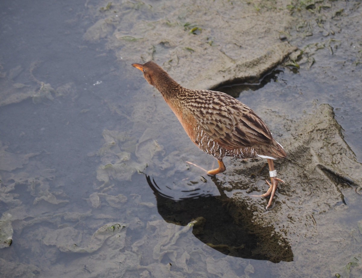 Ridgway's Rail - ML615120089