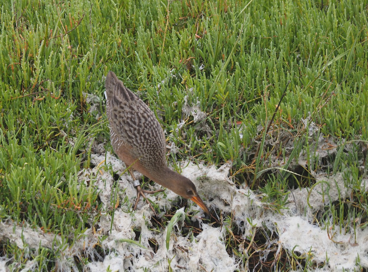 Ridgway's Rail - ML615120090