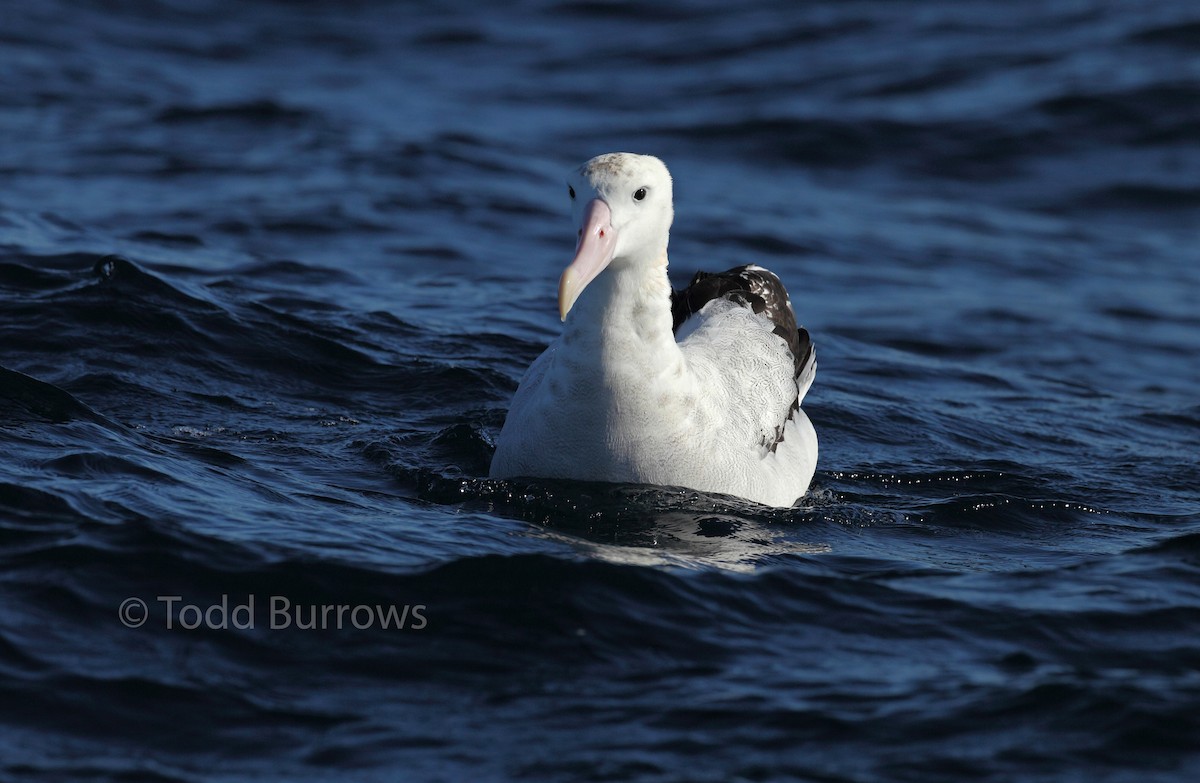 Albatros de las Antípodas (gibsoni) - ML61512011