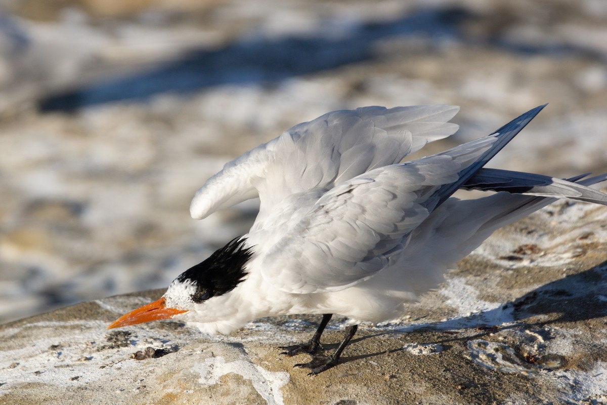 Royal Tern - ML615120134