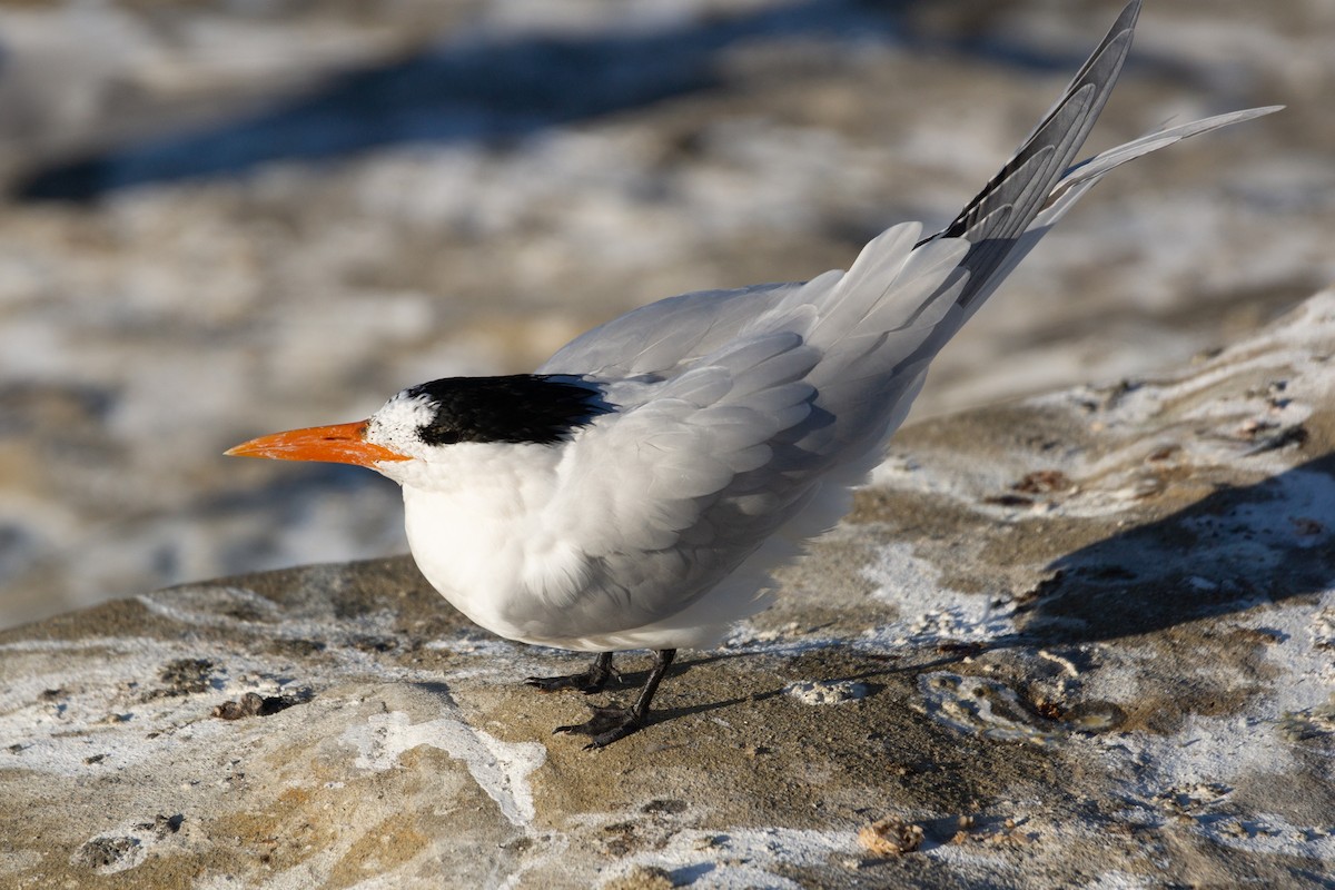 Royal Tern - ML615120135