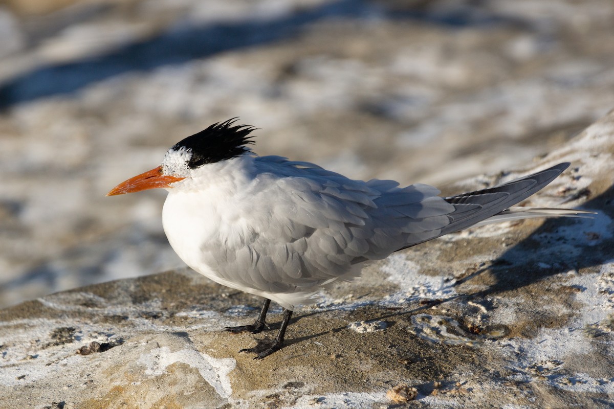 Royal Tern - ML615120136