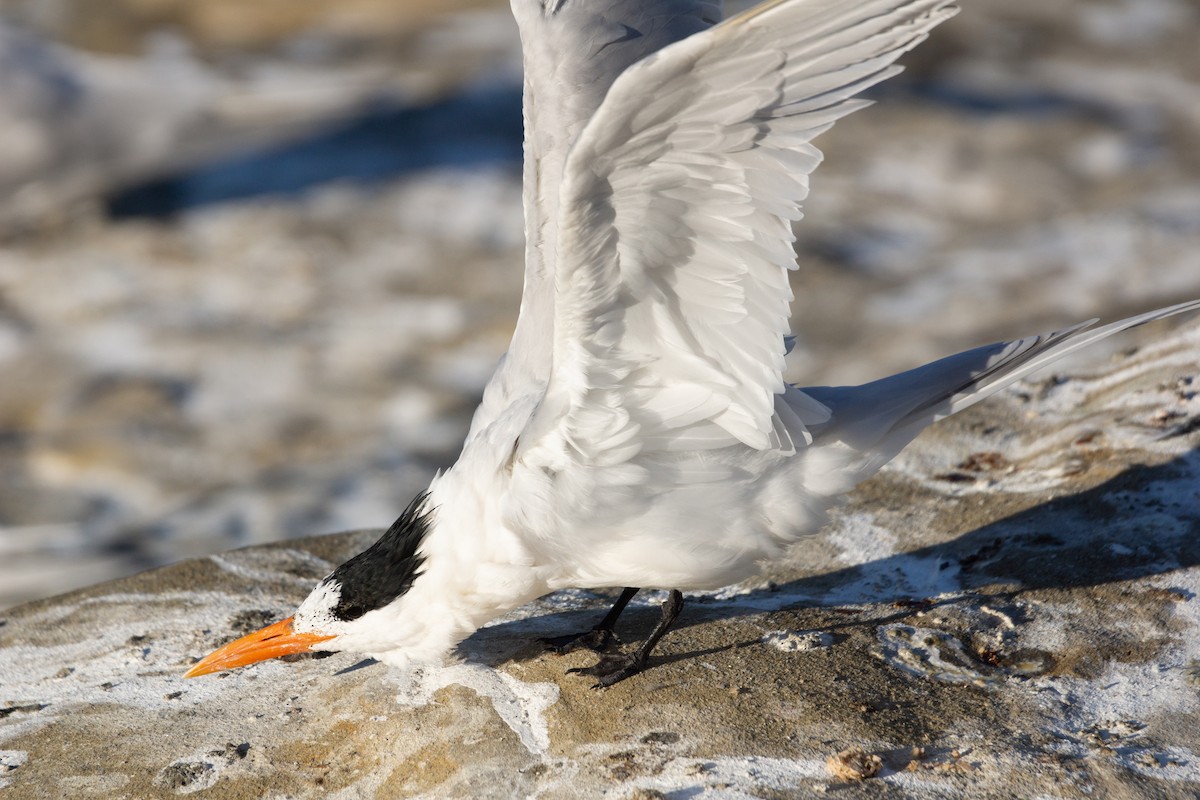 Royal Tern - ML615120137