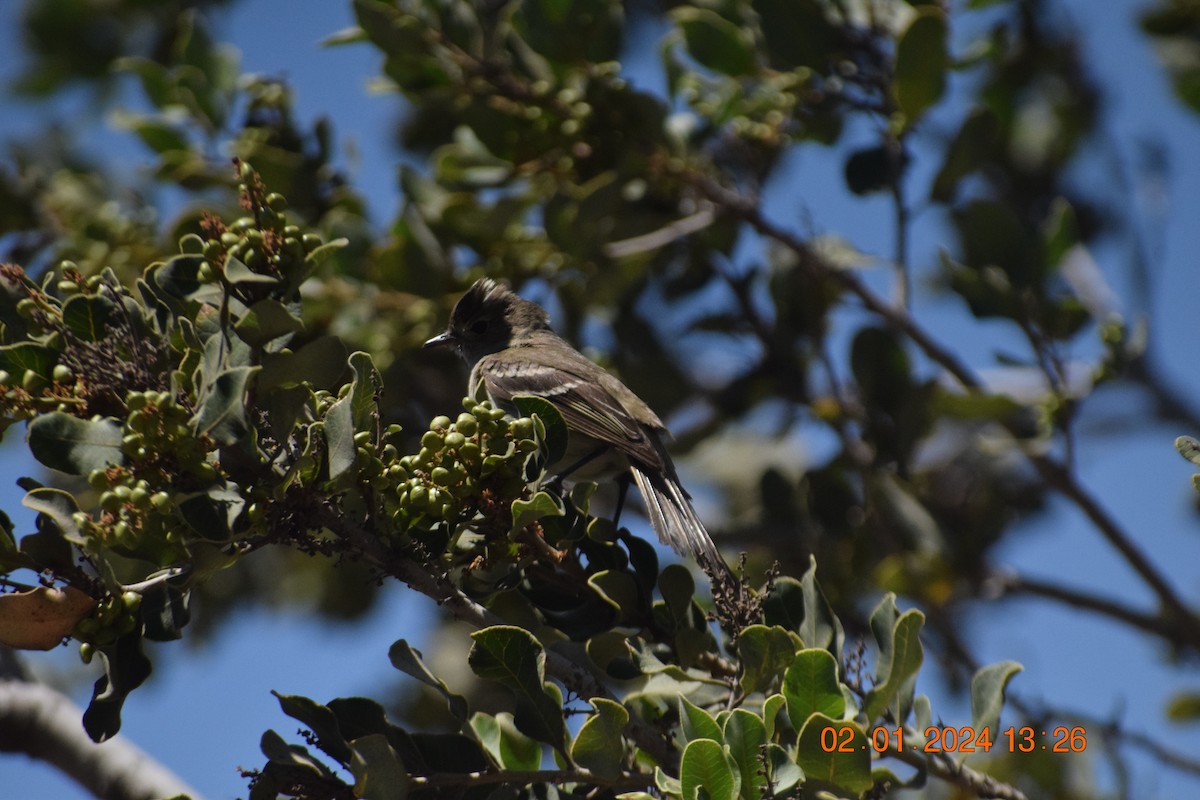 White-crested Elaenia - ML615120261