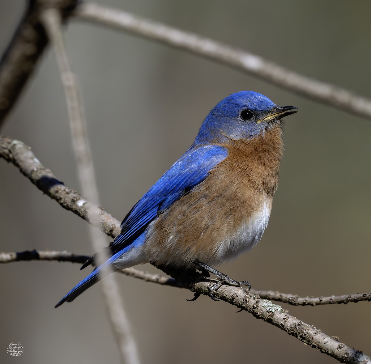 Eastern Bluebird - ML615120265