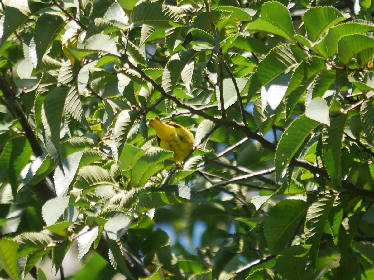 Yellow Warbler - Ed Gaillard