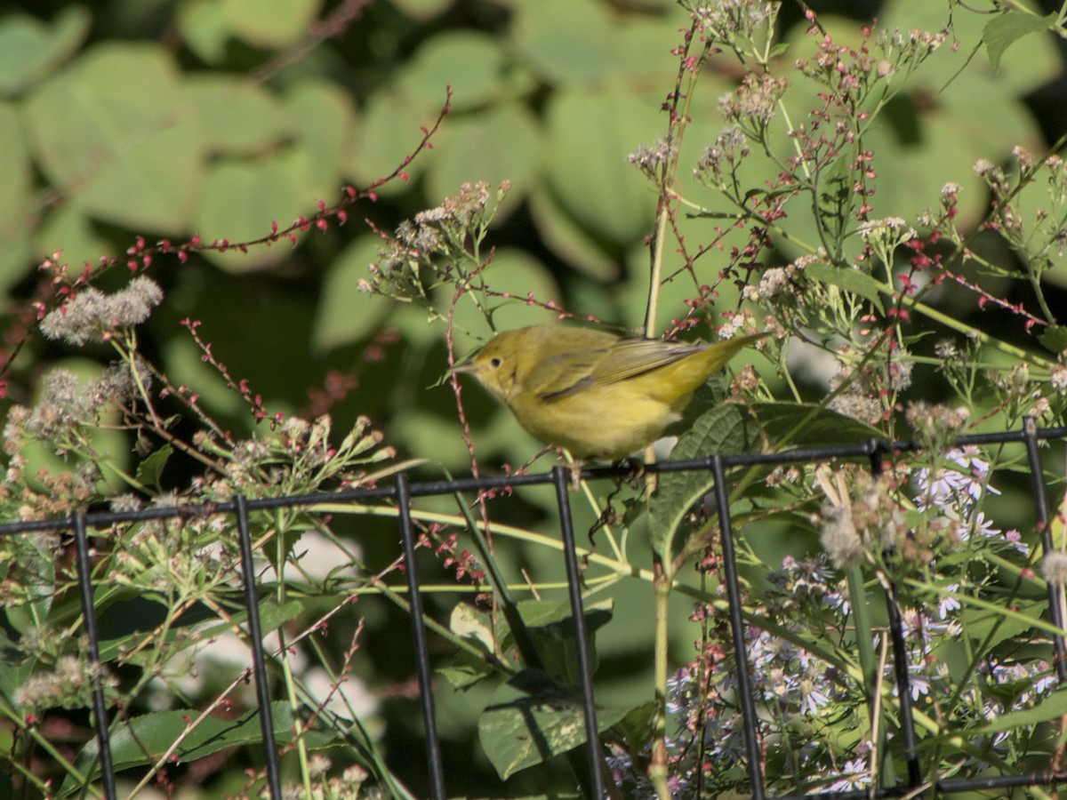 Yellow Warbler - ML615120268