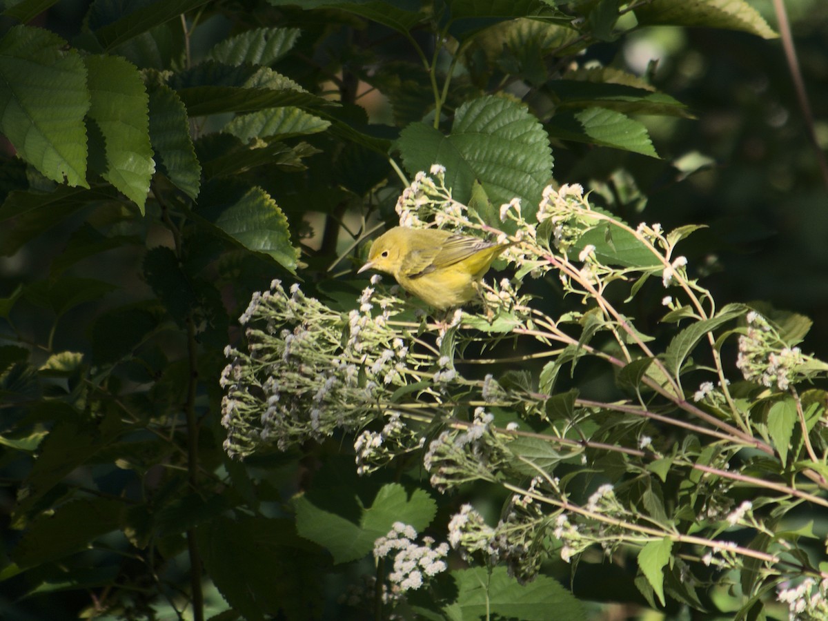 Paruline jaune - ML615120269