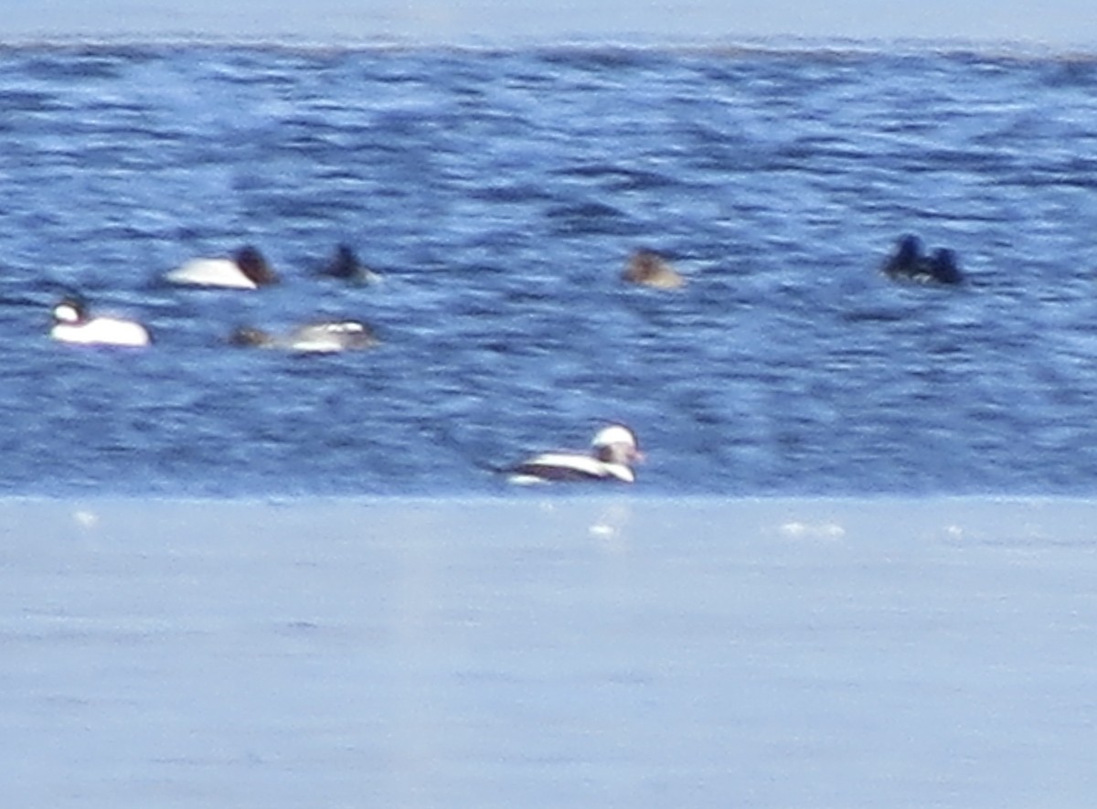 Long-tailed Duck - ML615120270