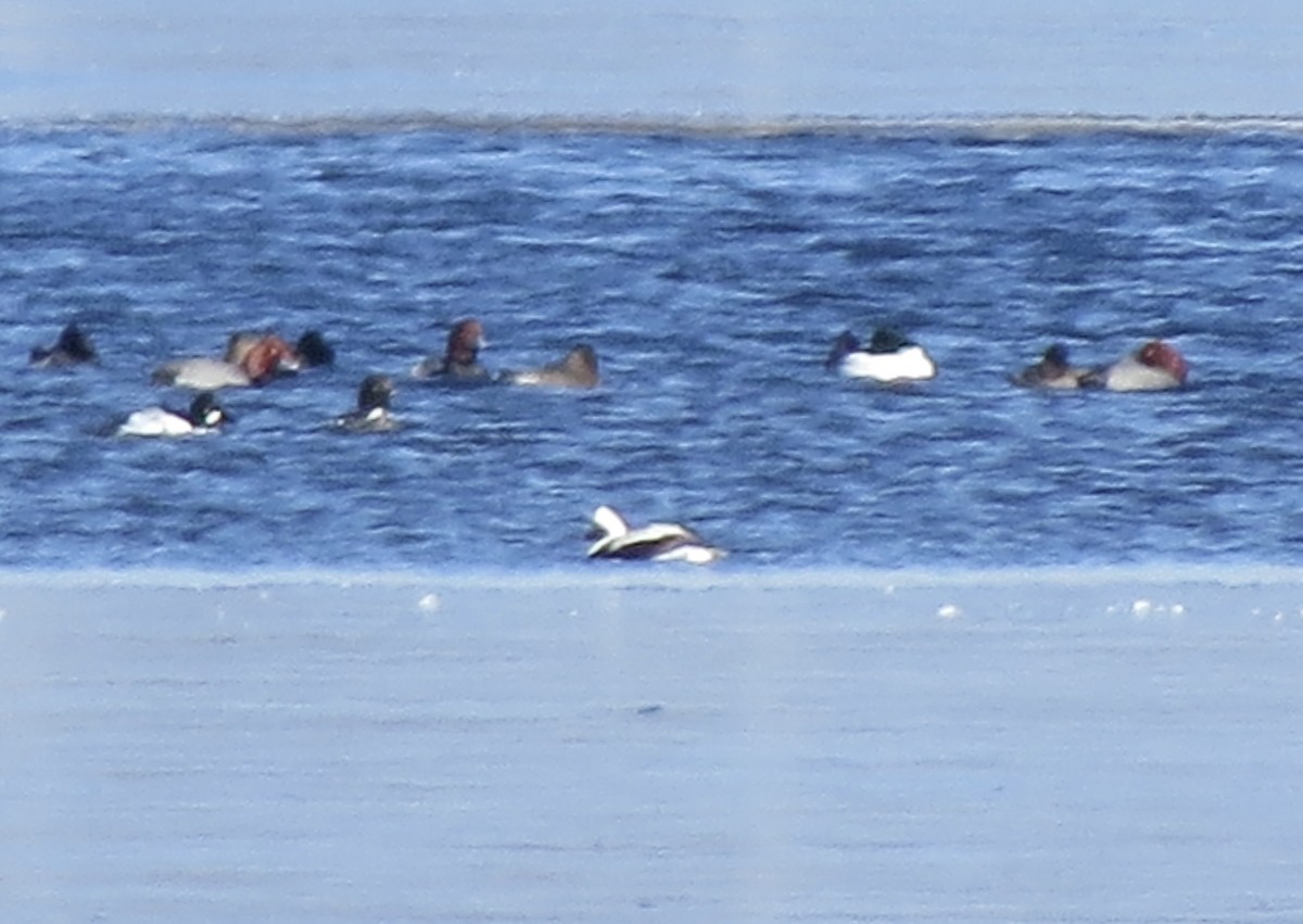 Long-tailed Duck - ML615120271
