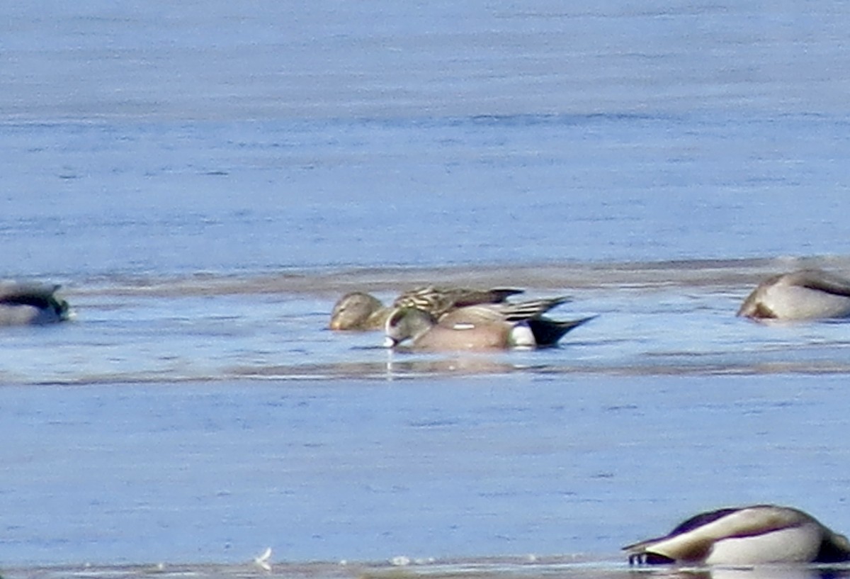 American Wigeon - ML615120292