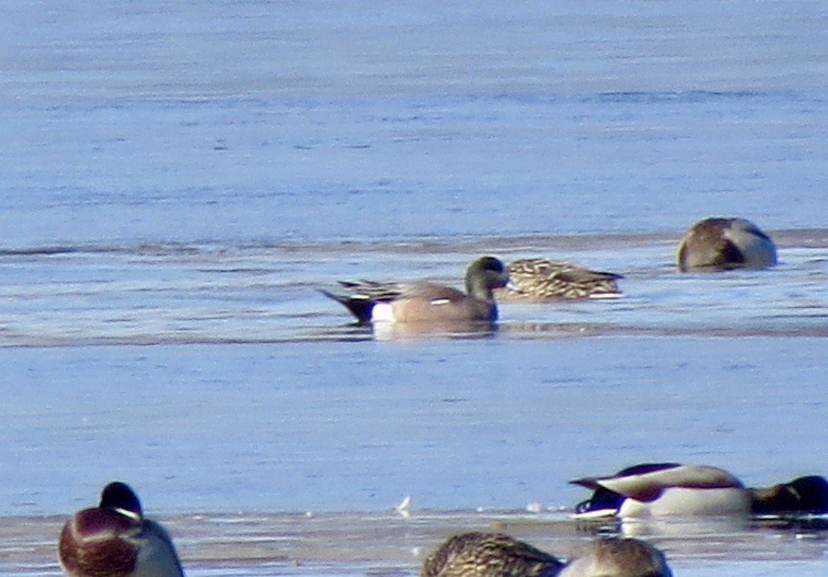 American Wigeon - ML615120293