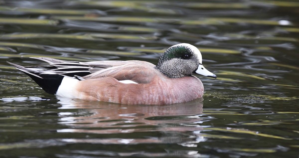 American Wigeon - ML615120354