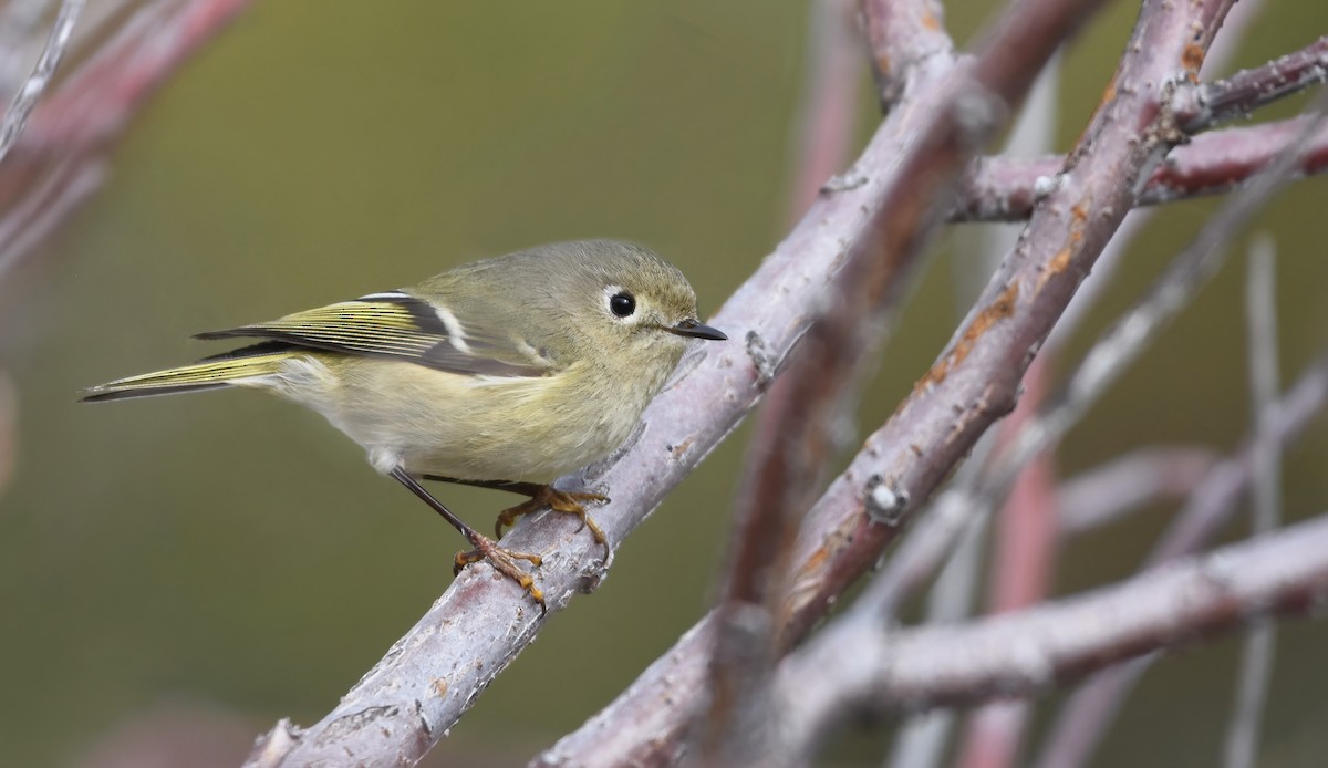 Ruby-crowned Kinglet - ML615120381