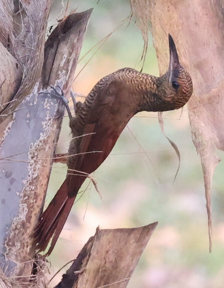 Northern Barred-Woodcreeper - ML615120388