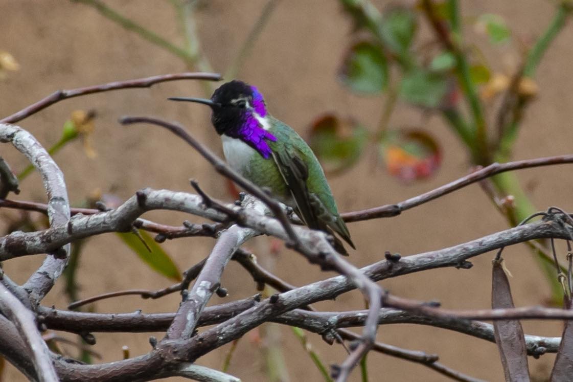 Costa's Hummingbird - ML615120393