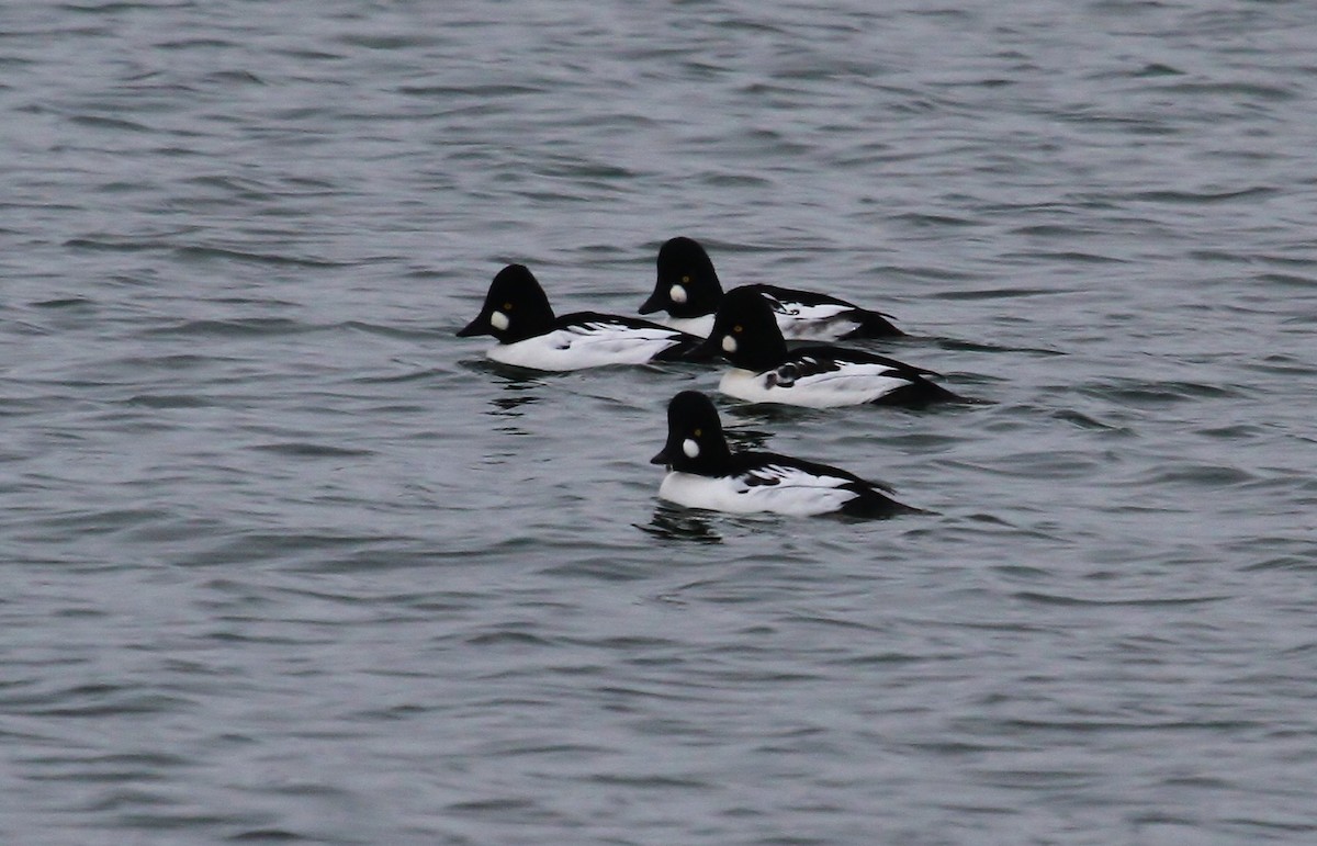 Common Goldeneye - ML615120422