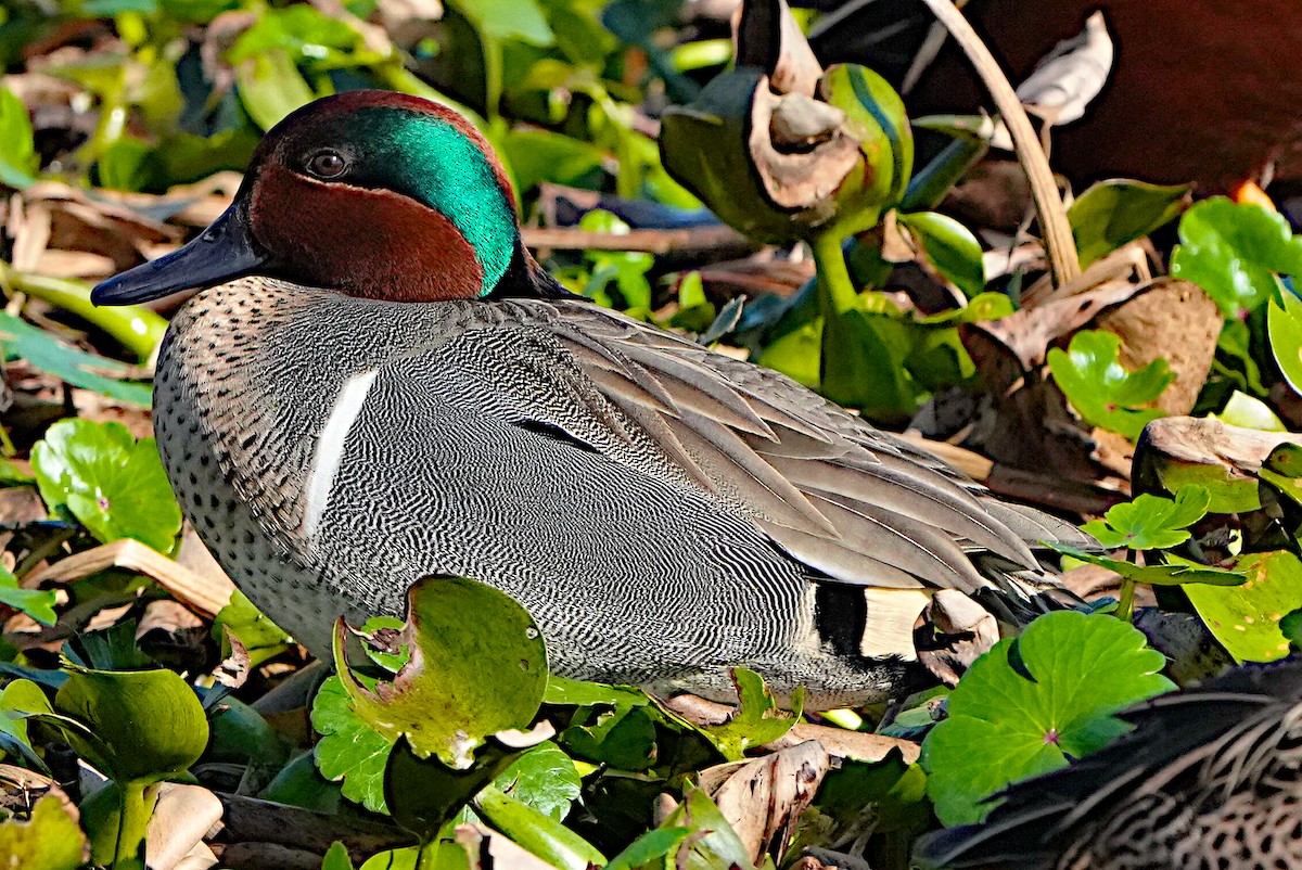 Green-winged Teal - ML615120463