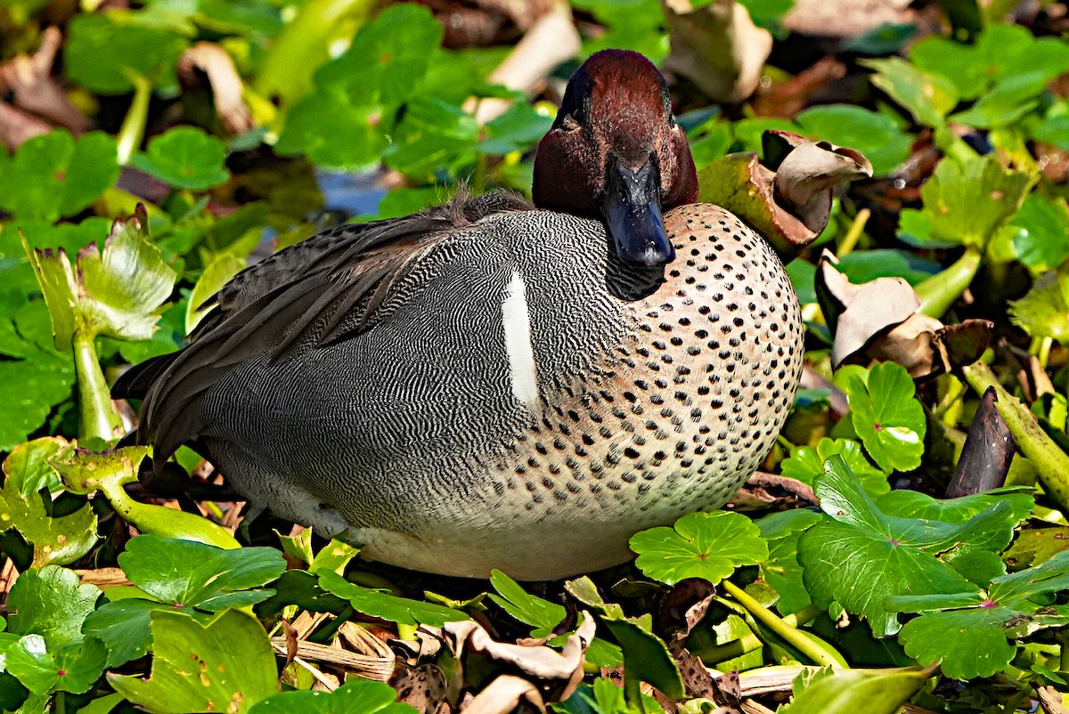 Green-winged Teal - ML615120464