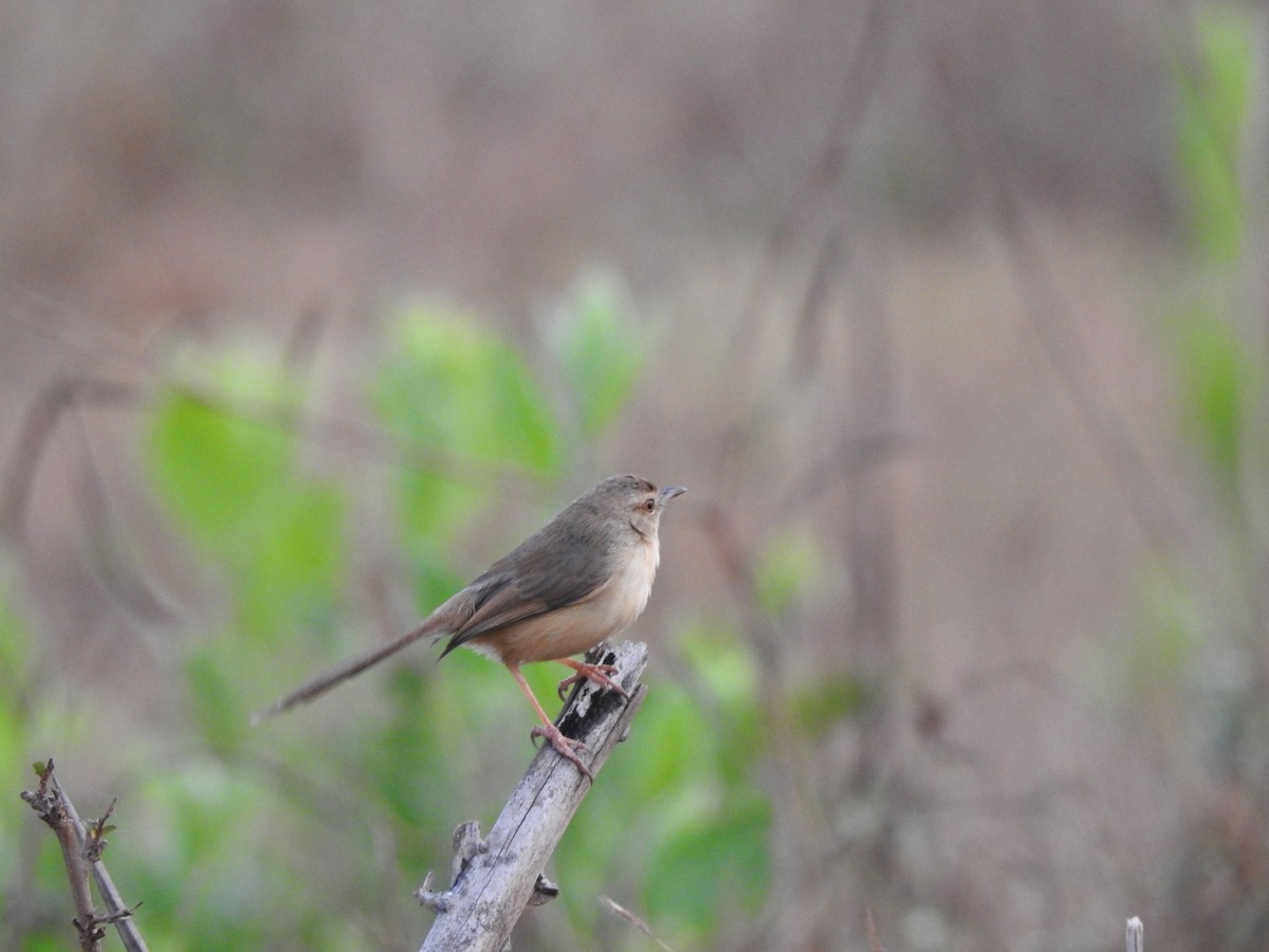 Plain Prinia - Saheb Singh Bal