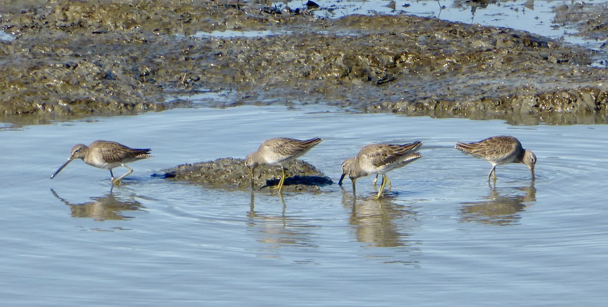 Long-billed Dowitcher - ML615120476