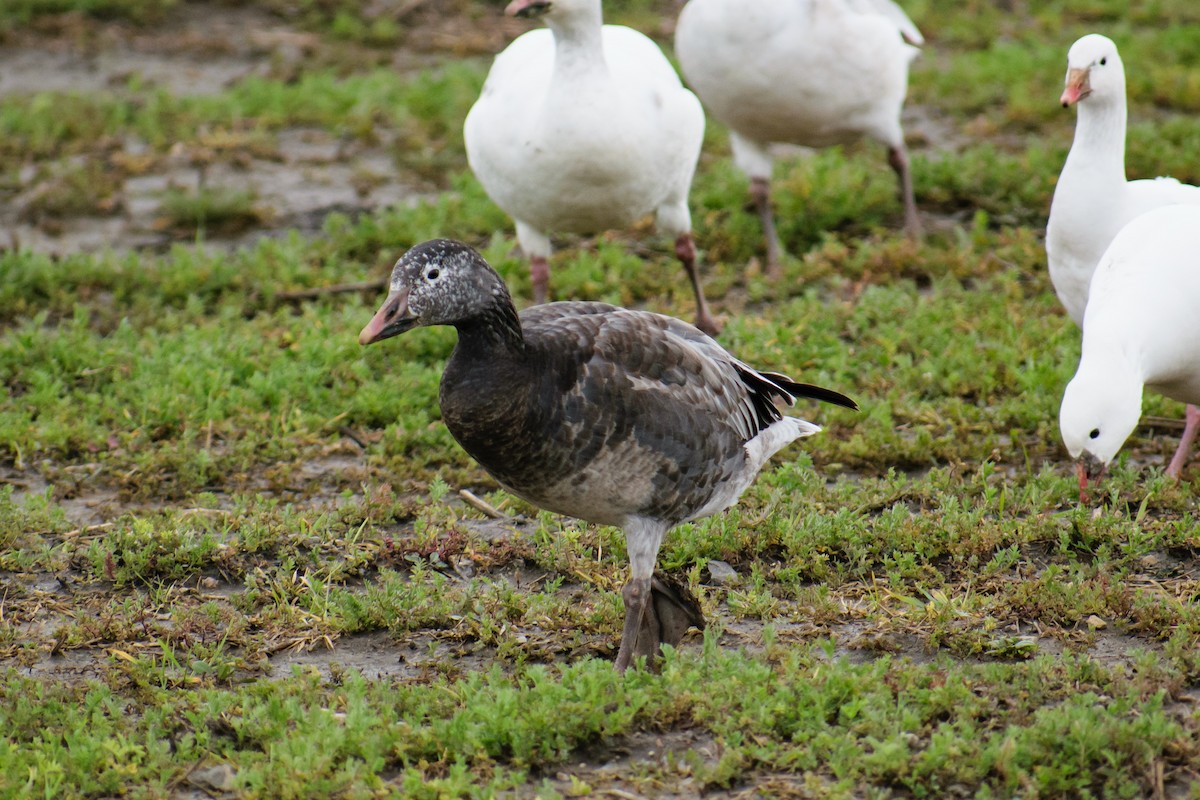 Snow Goose - ML615120494