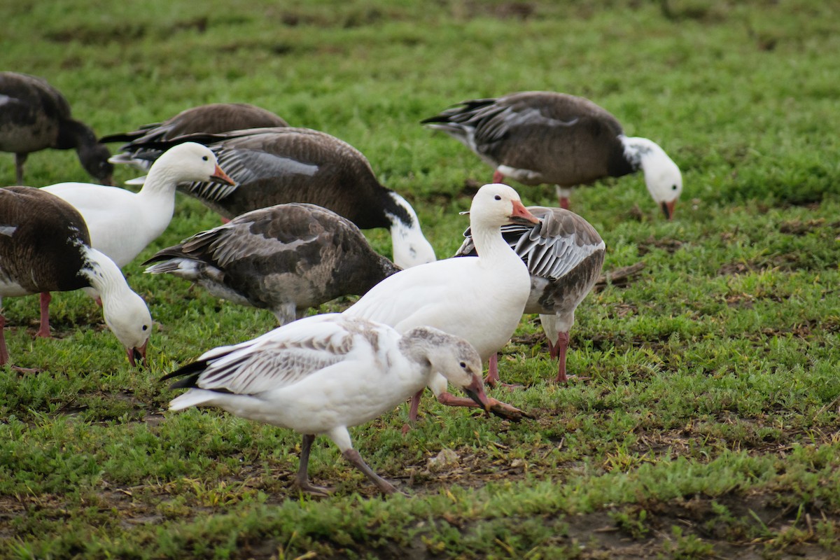 Snow Goose - ML615120497