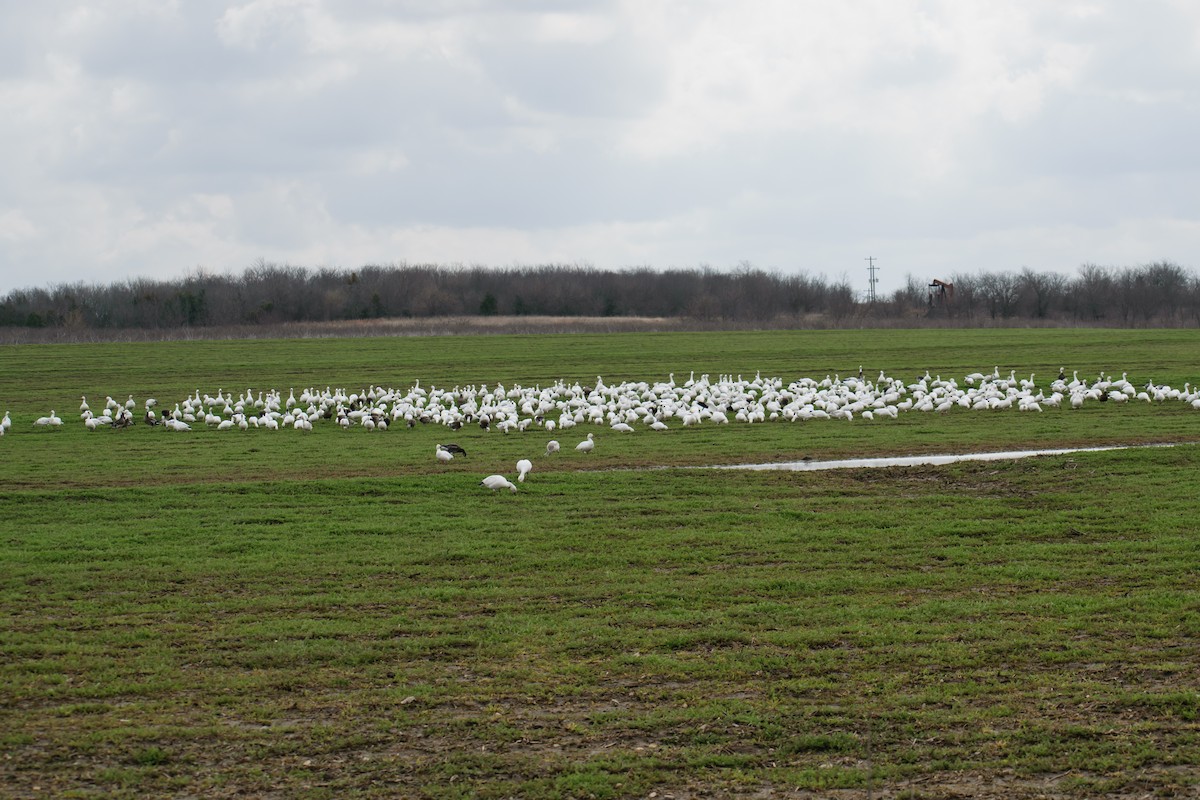 Snow Goose - ML615120500