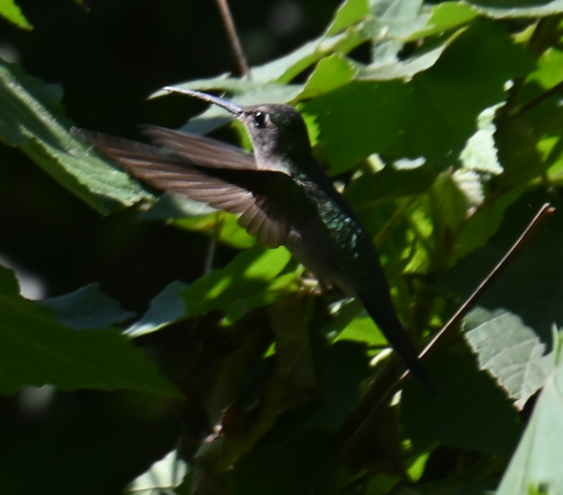 Wedge-tailed Sabrewing - ML615120560