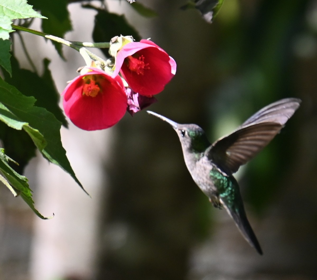 Wedge-tailed Sabrewing - ML615120561