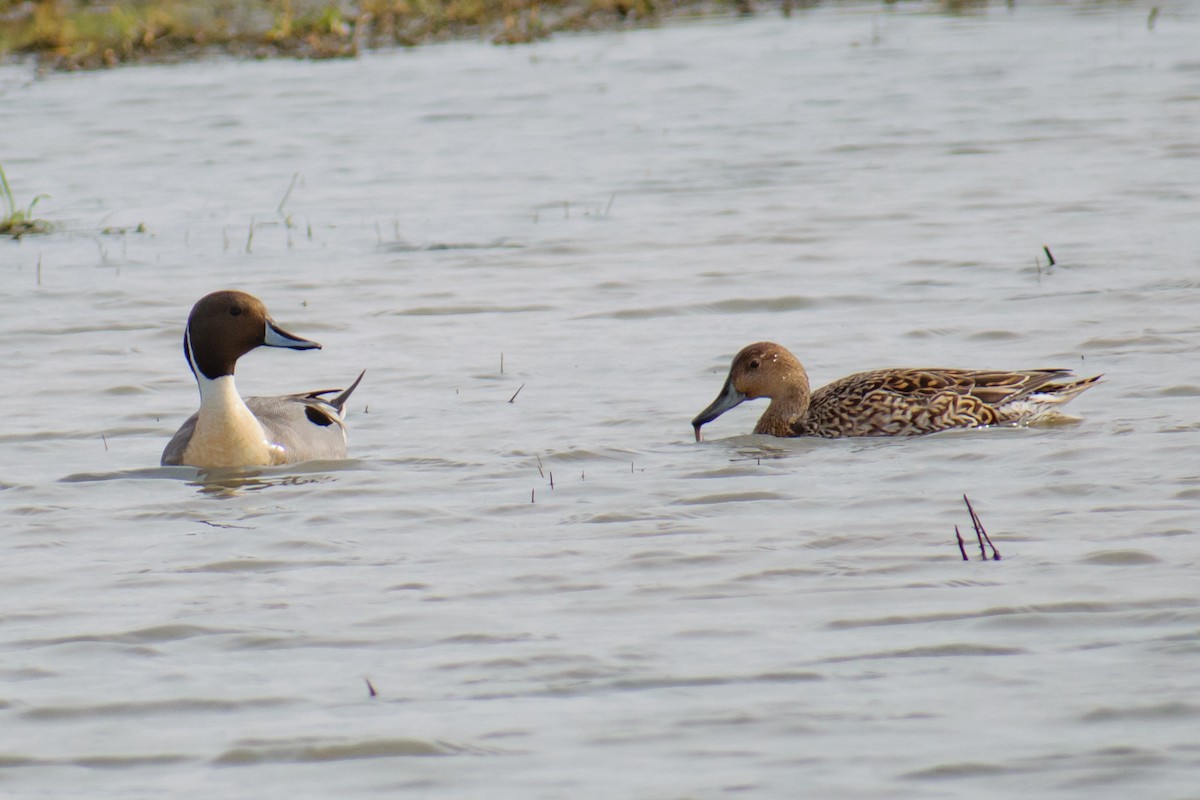 Northern Pintail - ML615120589