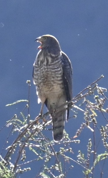 Roadside Hawk - ML615120595