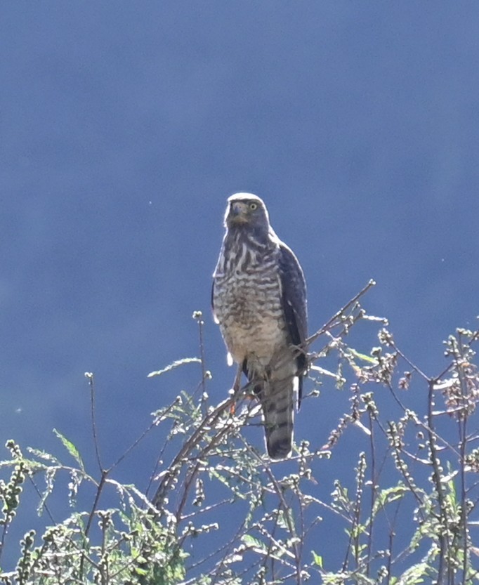 Roadside Hawk - ML615120597