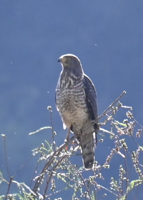 Roadside Hawk - ML615120599