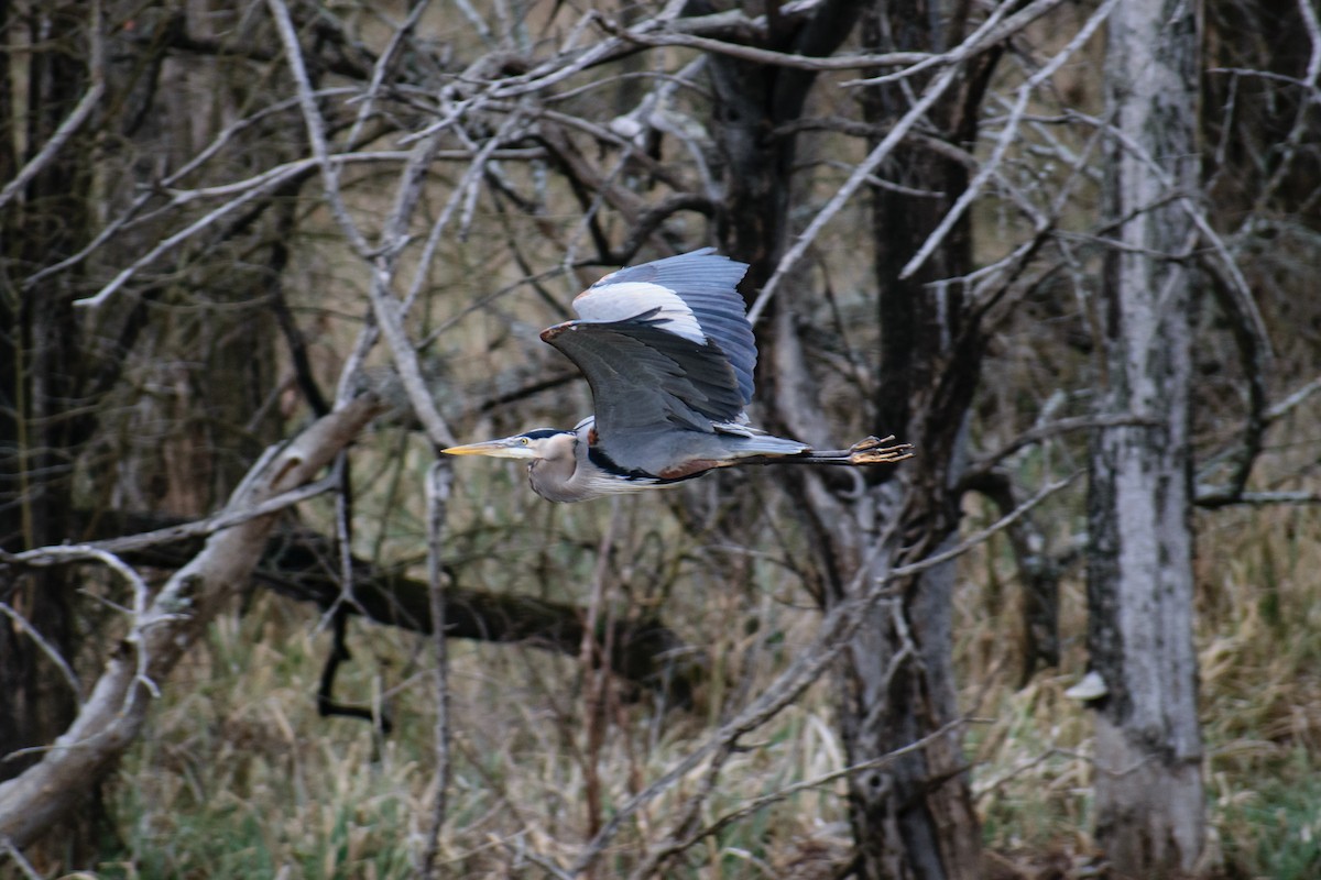 Great Blue Heron - ML615120601