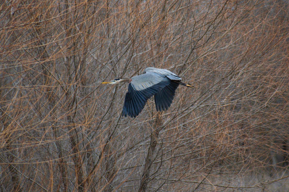 Great Blue Heron - ML615120602